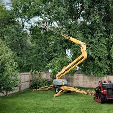 Best Tree Maintenance Programs  in West Cape May, NJ