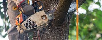 Reliable West Cape May, NJ Tree Removal Solutions