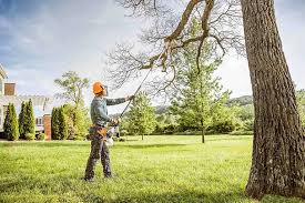 Best Tree Preservation Services  in West Cape May, NJ