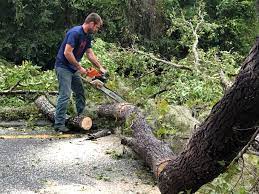 Leaf Removal in West Cape May, NJ