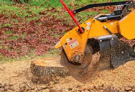 Best Tree Cabling and Bracing  in West Cape May, NJ