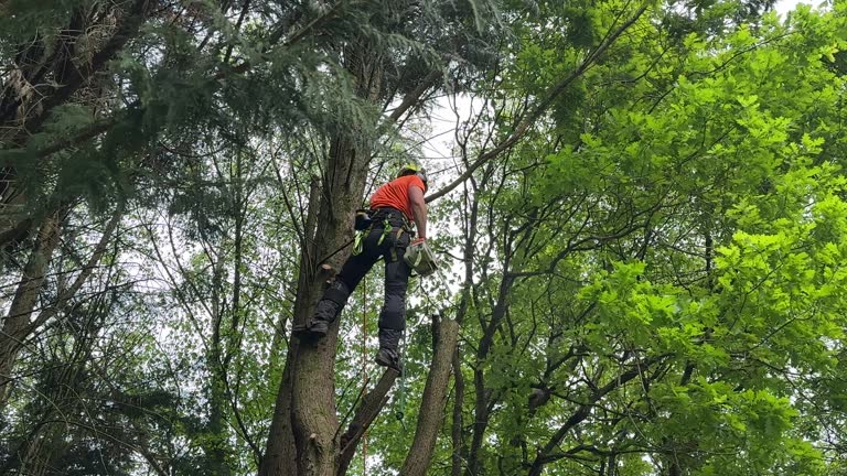 Best Commercial Tree Services  in West Cape May, NJ