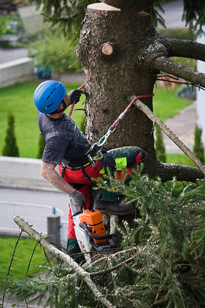 Best Tree Trimming and Pruning  in West Cape May, NJ