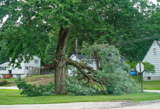 Best Lot and Land Clearing  in West Cape May, NJ